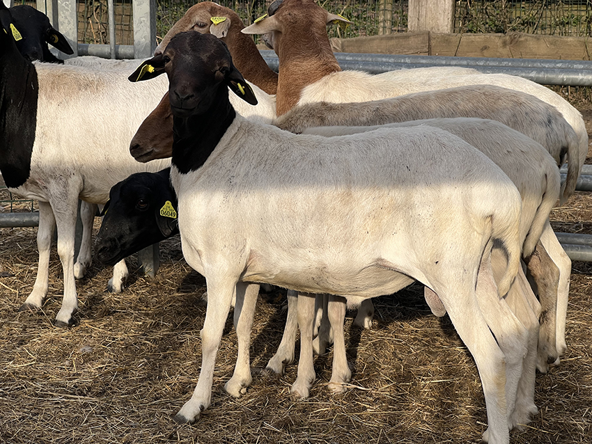 moutons-de-somalie-3