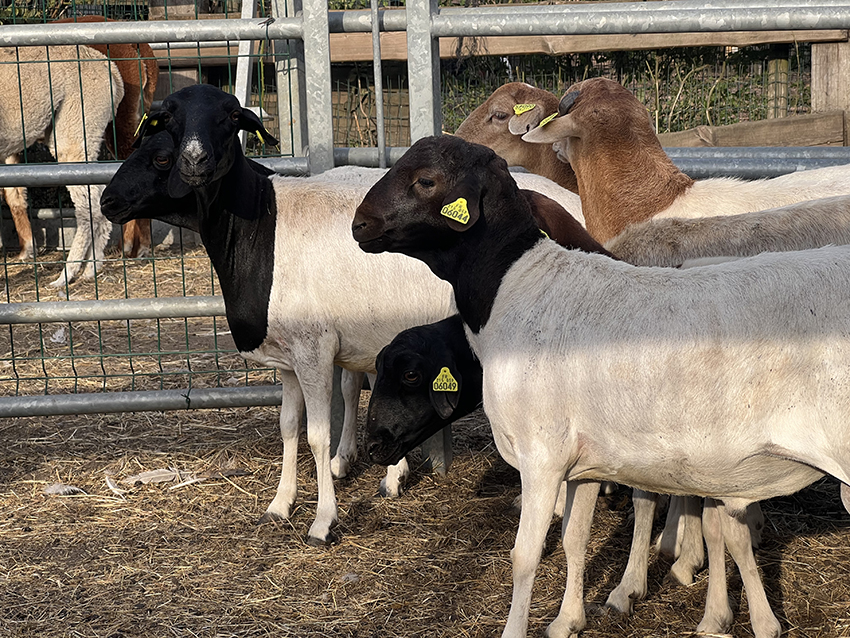 moutons-de-somalie-5