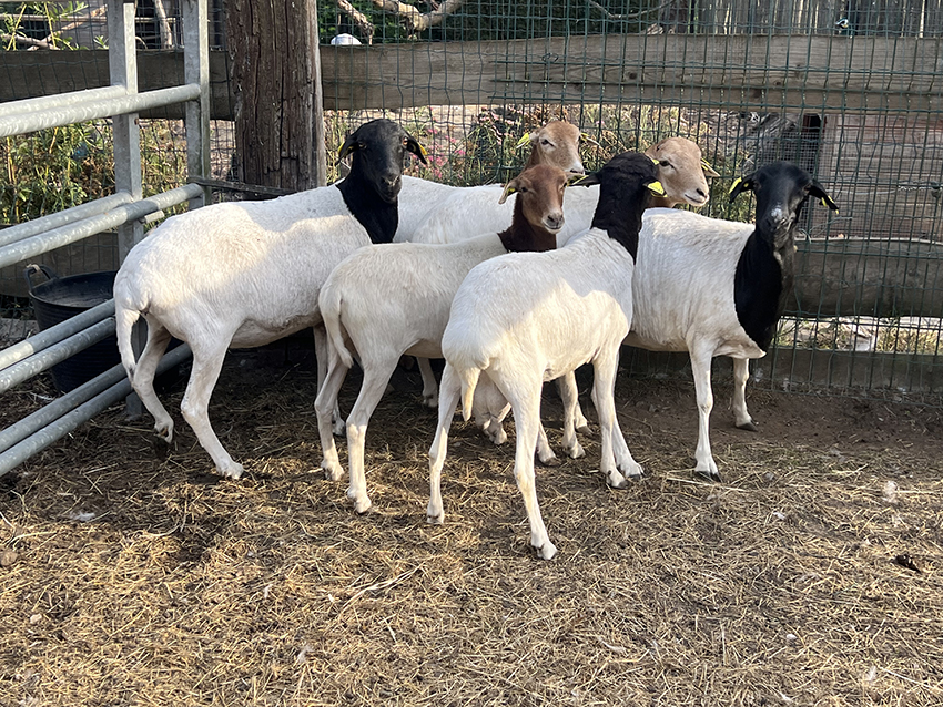 moutons-de-somalie-6
