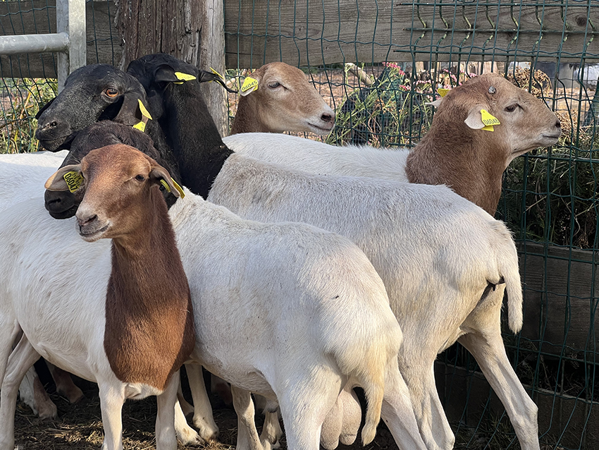 moutons-de-somalie-7