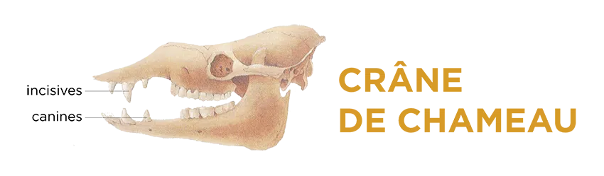 crane du chameau