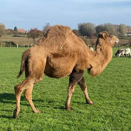 dromadaire dans les prairies de la camelerie
