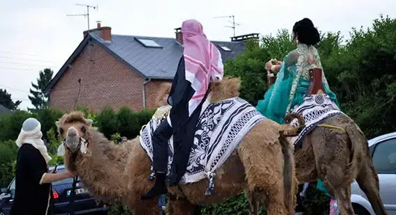 les chameaux de la camelerie lors de mariages magrhebins