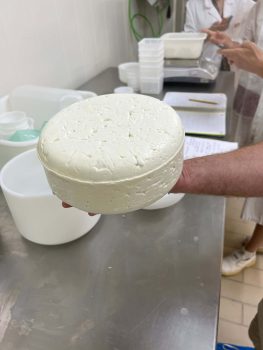 premier fromage de la camelerie