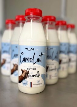 production camelait lait pasteurise entier de chamelle